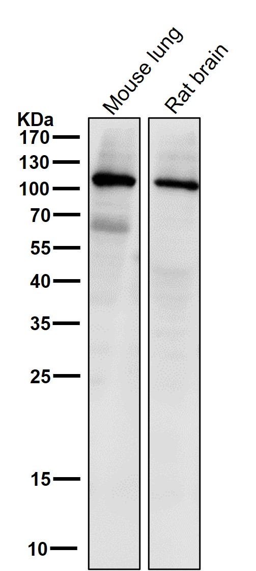 WB - Anti-PI 3 kinase p110 alpha Monoclonal Antibody ABO14359
